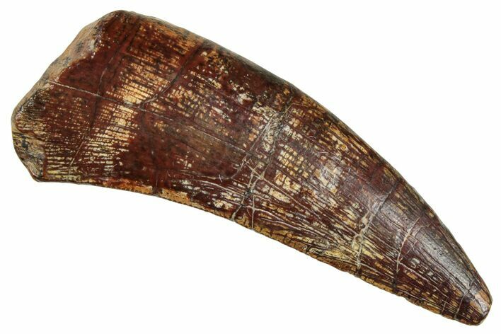 Megalosaurid Dinosaur (Afrovenator) Tooth - Niger #241137